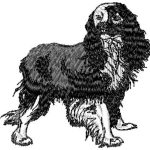 Cocker Spaniel