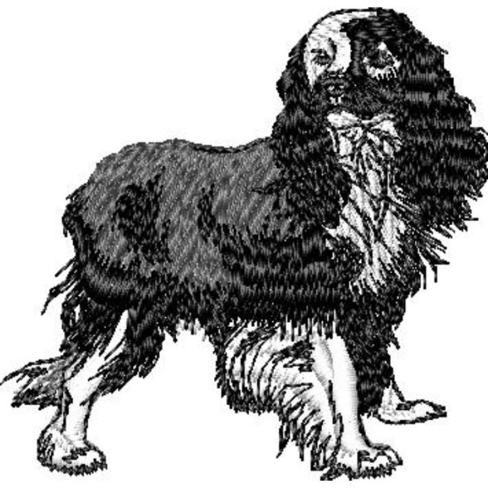 Cocker Spaniel - Image 1