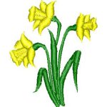 Daffodils