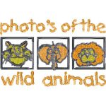 Wild Animals Photos
