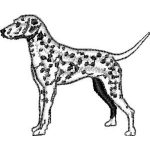 Dalmation