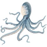 Octopus Design SI0213