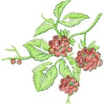 Raspberries Design SI2170