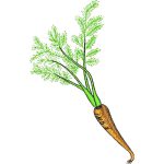 Carrot Design SI2187