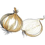 Onions Design SI2190