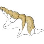 Seashell Nautical Design SI3634