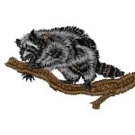 Raccoon