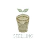 Seedling