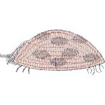 Ladybug Design EA22433