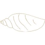 Seashell Design EA21742