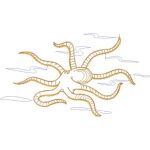 Octopus Design EA21750