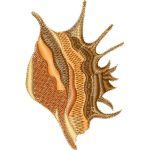 Seashells Design EA21762