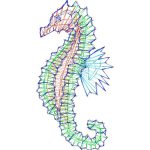 Seahorse Design EA21768