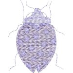 Beetle Design EA23061