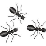 Ants