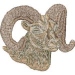 Bighorn Sheep