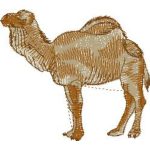Camel