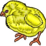 Chick