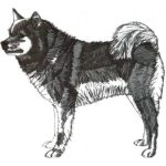 Dog-Dcg103