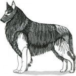 Dog-Dcg222