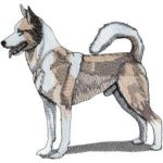 Dog-Dcg244
