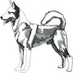 Dog-Dcg246