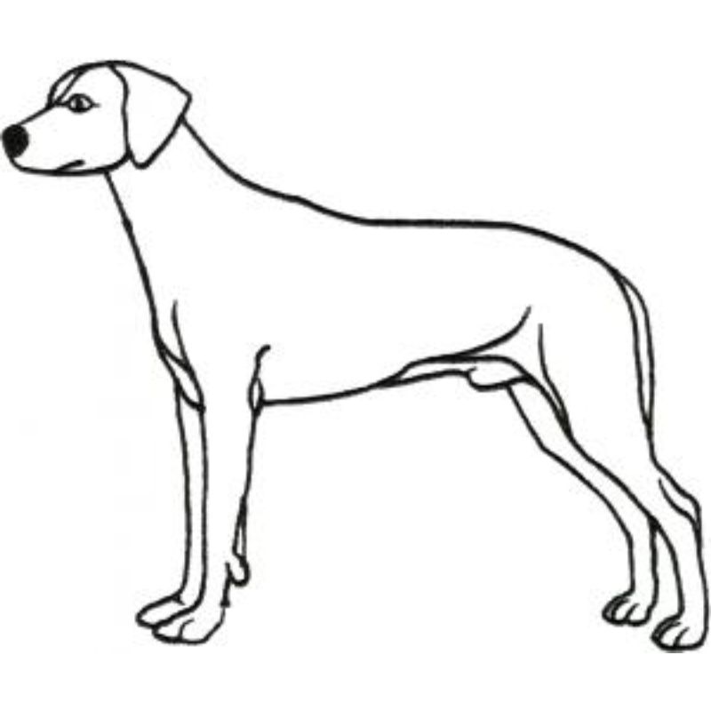 dcg356.jpg Dog-Dcg356 - Image 1