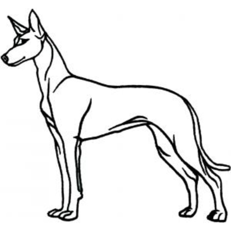 dcg362.jpg Dog-Dcg362 - Image 1