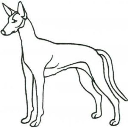 Dog-Dcg398