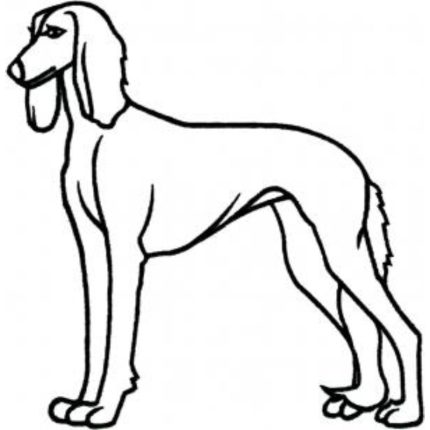 Dog-Dcg434