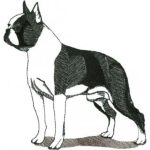 Dog-Dcg462