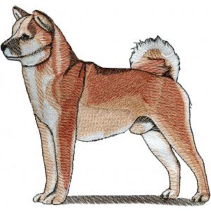 Dog-Dcg538