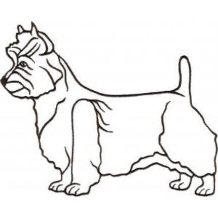 Dog-Dcg561