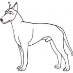 Dog-Dcg621