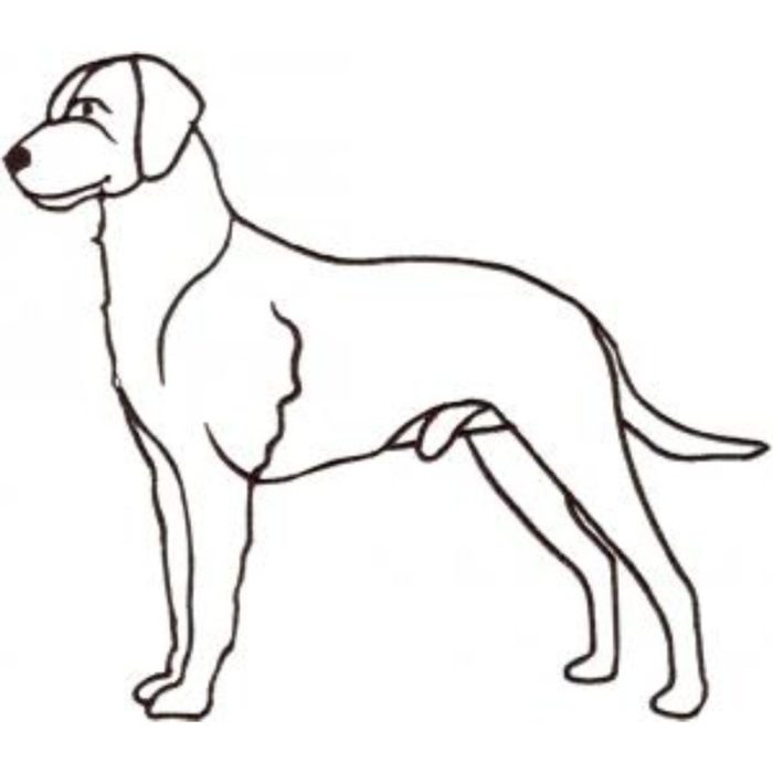 Dog-Dcg677 - Image 1