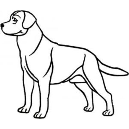 Dog-Dcg701