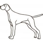 Dog-Dcg703