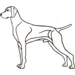 Dog-Dcg709