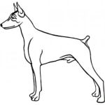 Dog-Dcg729