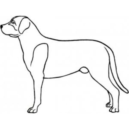 Dog-Dcg733
