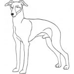 Dog-Dcg775