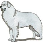 Dog-Dcg947
