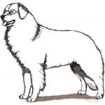 Dog-Dcg949