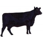 Cow-Hwbg20