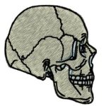 Skull Profile