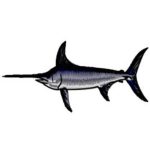 Swordfish