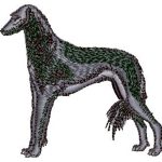 Whippet